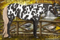 Horse Color:Liver Chestnut Near Leopard 