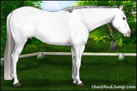 Horse Color:Liver Chestnut Appaloosa 