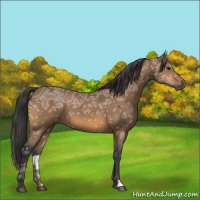 Horse Color:Buckskin Ice 