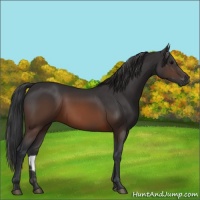 Horse Color:Brown 