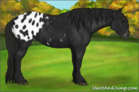Horse Color:Gray Black Appaloosa