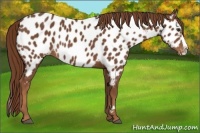 Horse Color:Chestnut Splash Appaloosa 