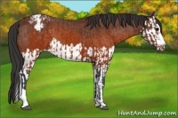 Horse Color:Brown Appaloosa  and Brown Splash Appaloosa 