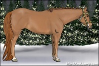 Horse Color:Chestnut  and Chestnut 