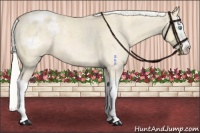 Horse Color:Silver Perlino Roan Dun Splash Appaloosa 
