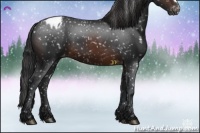 Horse Color:Brown Appaloosa