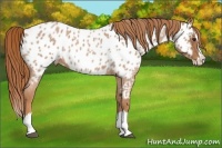 Horse Color:Red Roan Splash Appaloosa 