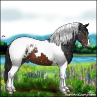 Horse Color:Brown Tobiano Appaloosa