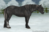 Horse Color:Gray Silver Black and Gray Black