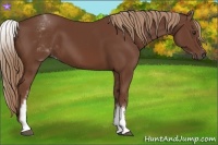 Horse Color:White Spotted Chestnut Sabino
