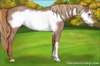 Horse Color:Red Roan Frame 