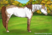 Horse Color:Red Dun Frame 