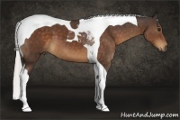 Horse Color:Silver Bay Tobiano 