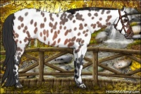 Horse Color:Bay Roan Leopard 