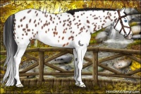 Horse Color:Bay Roan Splash Appaloosa 