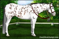 Horse Color:Bay Roan Splash Appaloosa 