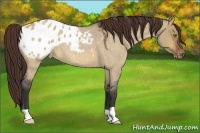 Horse Color:Bay Roan Dun Appaloosa 