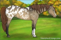 Horse Color:Buckskin Dun Blanket 