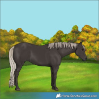 Horse Color:Gray Silver Black  Brindle