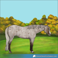 Horse Color:Gray Silver Grullo Roan Splash  Brindle