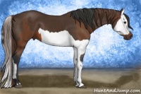 Horse Color:Bay and Liver Chestnut Splash