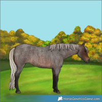 Horse Color:Gray Silver Bay Roan  Brindle