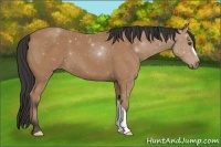 Horse Color:Buckskin 