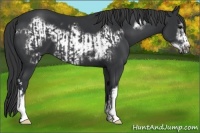Horse Color:Black  and Black Frame 