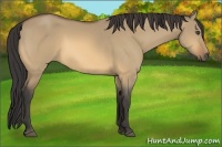 Horse Color:Buckskin Dun