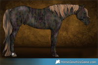 Horse Color:Midnight Black  and Midnight Black Pearl 