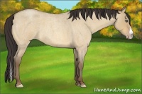 Horse Color:Amber Champagne Roan Dun Splash 