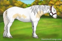 Horse Color:Gold Cream Champagne Dun Splash Tobiano 