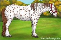 Horse Color:Chestnut Appaloosa