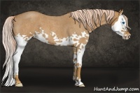 Horse Color:Palomino Roan Splash
