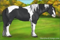 Horse Color:Black Splash Tobiano 