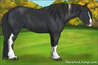 Horse Color:Black Splash Tobiano 