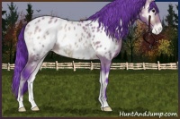 Horse Color:Watercolor Bay Onyx Appaloosa