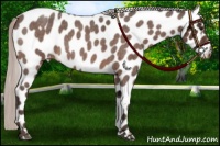 Horse Color:Silver Bay Roan Leopard 
