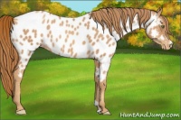 Horse Color:Gold Champagne Near Leopard 