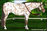 Horse Color:Amber Champagne Roan Near Leopard 