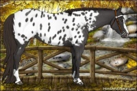 Horse Color:Liver Red Roan Sabino Appaloosa 