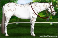 Horse Color:Bay Roan Dun Sabino Frame Near Leopard Rabicano 