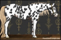 Horse Color:Liver Chestnut Sabino Near Leopard 