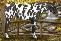 Horse Color:Liver Chestnut Near Leopard 