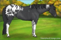 Horse Color:Blue Roan Tobiano Appaloosa 