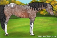 Horse Color:Brown Ice Appaloosa Rabicano 