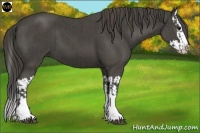 Horse Color:Smoky Black  and Smoky Black Splash 