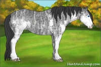 Horse Color:Black Ice Splash 