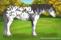 Horse Color:Black Splash Appaloosa 