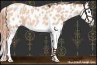 Horse Color:Buckskin Pearl Splash Appaloosa 